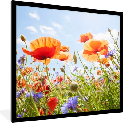 Produktbild von MuchoWow® Gerahmtes Poster Blumen - Mohn - Frühling - Natur - Rot - Blau 40x40 cm - Poster mit Schwarzem Bilderrahmen Wandposter Rahmen Foto Bilder - Mit Rahmen - Wanddekoration Schlafzimmer