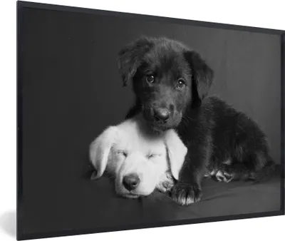 Produktbild von MuchoWow® Gerahmtes Poster Hunde - Welpe - Schwarz - Weiß - Tiere 90x60 cm - Poster mit Schwarzem Bilderrahmen Wandposter Rahmen Foto Bilder - Fotorahmen - Foto-Plakat