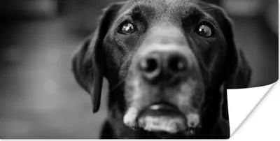 Produktbild von MuchoWow® Poster Tierprofil Labrador Hund in schwarz und weiß 80x40 cm - Wanddeko