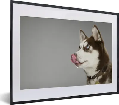 Produktbild von MuchoWow® MuchoWow® Gerahmtes Poster Husky - Tier - Lecken 40x30 cm - Poster mit zchwarzem Bilderrahmen - Bilderrahmen - Poster im Rahmen