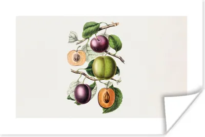 Produktbild von MuchoWow® Poster Lebensmittel - Obst - Pfirsich 180x120 cm - Fotoplakat