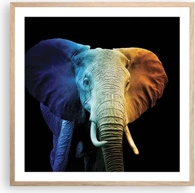 Produktbild von Gerahmtes Poster - Rahmen in heller Eiche - Bunt Elefant Fotografie - 60x60 cm - Wand Bild - Wanddeko - Wandbilder - Kunstposter - Wandposter - Bilderrahmen - Bilder - Kunstdruck - P2NAC60x60-4768