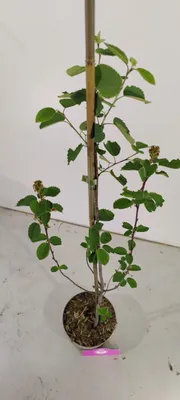 Obrázok produktu pre Amelanchier alnifolia 'Northline', ríbezľa, výška 70 cm, 2-litrový kvetináč