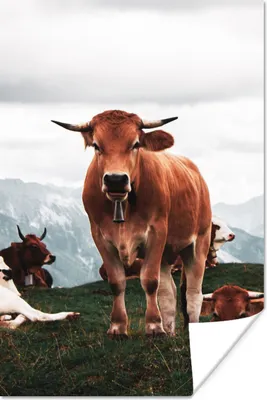 Produktbild von MuchoWow® Poster Tiere - Kuh - Berg 120x180 cm - Kunstposter