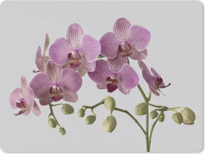 Produktbild von MuchoWow® Mauspad Mousepad Orchideen auf grauem Hintergrund 23x19 cm - Mousepads - Maus Mat - Pad - Mausunterlage - Schreibtischunterlage - Mauspad