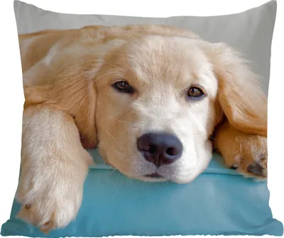 Produktbild von MuchoWow® Zierkissen Sofakissen Wohnzimmer Dekokissen 60x60 cm Ein liegender Golden Retriever - Sitzfläche - Foto Polster