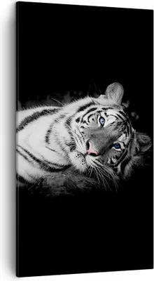 Produktbild von Bild auf Leinwand - Leinwandbild - Einteilig - Weiß Tiger Schwarz und Weiß - 45x80cm - Wand Bild - Wanddeko - Wandbilder - Leinwanddruck - Bilder - Wanddekoration - Leinwand bilder - PA45x80-4247