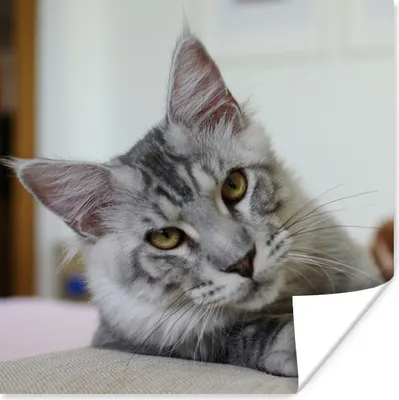 Produktbild von MuchoWow® Poster Eine liegende graue Maine Coon Katze 75x75 cm - Wand Dekoration