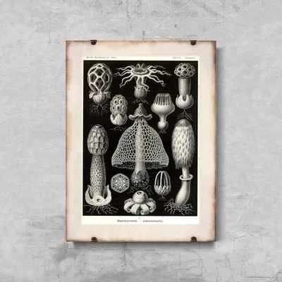 Produktbild von Poster - Canvas - Leinwand - 29,7 cm x 42 cm - Basimycetes Sea Mushroom