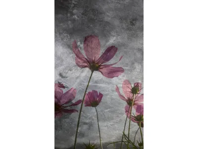 Produktbild von Fototapete - Violet Flower Abstract 150x250cm - Vliestapete