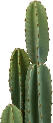Produktbild von Künstliche pflanze kaktus sien h132cm - Atmosphera créateur d'intérieur