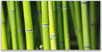 Produktbild von Tulup Leinwand-Bilder 120x60 Wandbild Canvas Kunstdruck Bambusrohr Natur