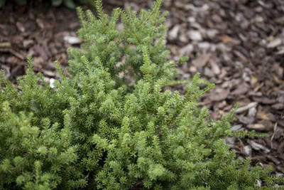 Produktbild von Podocarpus nivalis, 30–40 cm, immergrün, kompakt