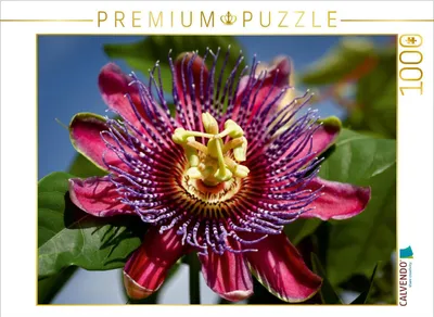 Produktbild von Calvendo Passiflora - Passionsblume 1000 Teile Puzzle quer 640x480mm, Cross Martina; 7329151