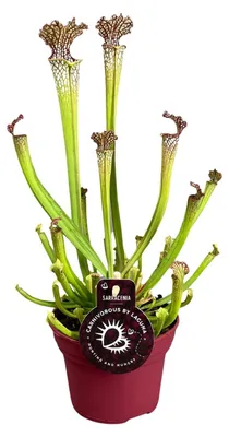 Immagine prodotto di Sarracenia farnhamii - 30-40cm - Ø12cm - Pianta d'appartamento - Sempreverde
