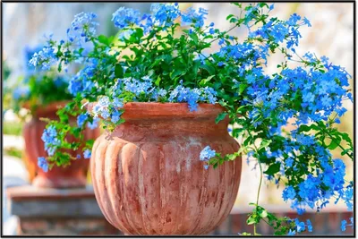 Produktbild von Wallario Wandbild Blaue Blumen in einer Steinvase, Größe: 61 x 91,50 cm, Poster mit schwarzem Aluminiumrahmen