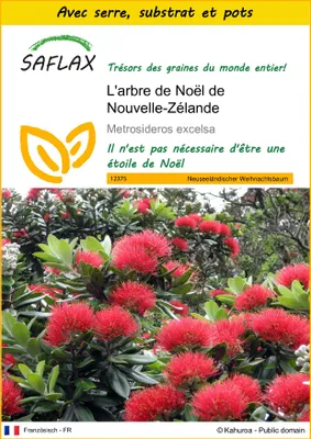 Image de SAFLAX Ensemble de culture - L'arbre de Noël de Nouvelle-Zélande - 300 graines - Metrosideros