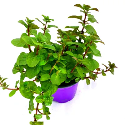 Produktbild von Orangen Minze Mentha x piperita