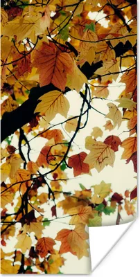 Produktbild von MuchoWow® Poster Bäume - Herbstblätter - Natur 60x120 cm - Wandschmuck