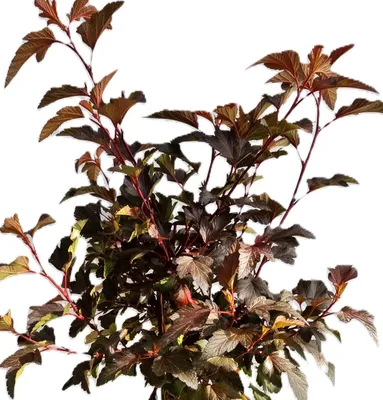 Image de Physocarpus Opulifolius Lady in Red 60 - 80 cm