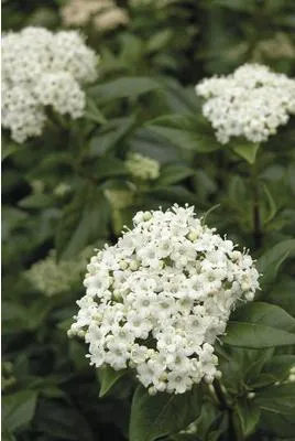 Obrázek produktu pro Kalina modroplodá FloraSelf Viburnum tinus 60-80 cm květináč 9 l