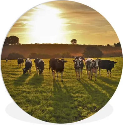 Produktbild von MuchoWow® Rundes Wandbild - Runde Bilder Kühe - Sonne - Licht Ø 90 cm Kreis Wanddekoration Kunststoff - Wandkreis - Wandschmuck - Wand-Kreis - Wohnzimmer - Bild - Runde - Wanddeko - Dibond - Kunstdrucke