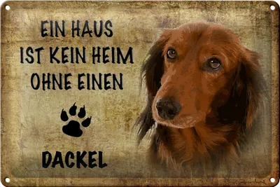 Produktbild von Blechschild Dackel 30x20cm Haus ist kein Heim ohne