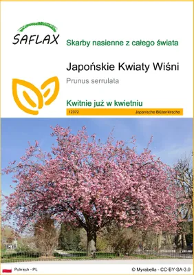 Zdjęcie produktu dla SAFLAX - Japońskie Kwiaty Wiśni - 30 Nasiona - Prunus serrulata