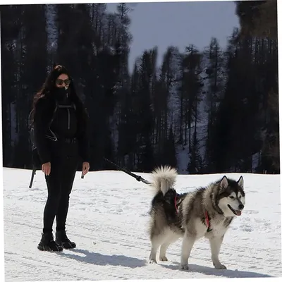 Produktbild von Schlittenhundegeschirr mit reflektierenden Einsätzen, Canicross und Bikejoring, atmungsaktives Material