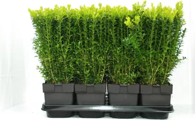 Produktbild von Buchsbaum ca. 40 cm – Buxus sempervirens Pflanze im Topf | Immergrüner Strauch Hecke Gartenpflanze winterhart