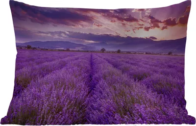 Produktbild von MuchoWow® Outdoor Kissen - Lavendel - Lila - Blumen - Feld - 50x30 cm - Wetterfest - Lounge Kissen - Sofa kissen - Wohnzimmer Dekoration