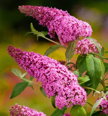 Produktbild von Sommerflieder ´PINK BEAUTY´ 20-30 cm, Cont. 2,5 l
