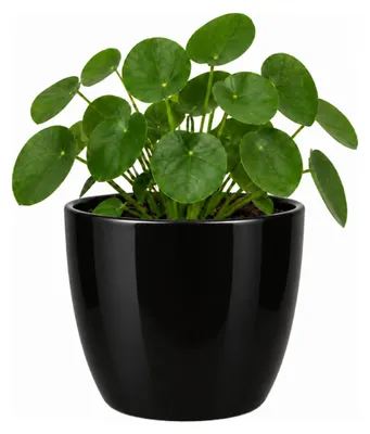 Produktbild von Floran Blumentopf „Boule“ - schwarz - glanzend - Keramik - D15 x H13 cm - Blumentopf