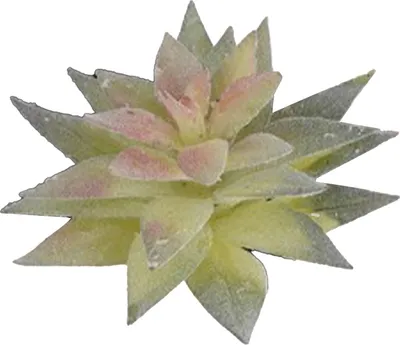 Imagen del producto de Planta artificial suculenta, hecha de PVC suave, con alta simulación, mini planta falsa para decoración de escritorio en el hogar u oficina. Tipo 3