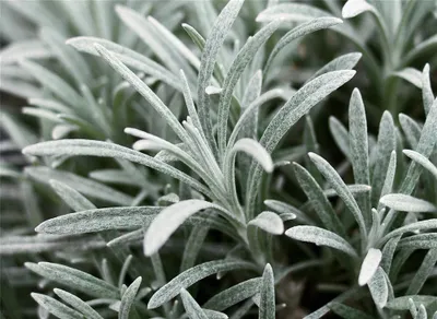 Produktbild von Helichrysum Weißes Wunder - winterhart, im Topf 12 cm - 12 cm