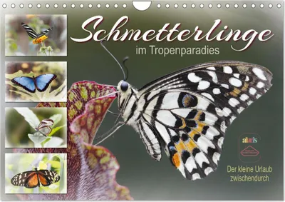 Produktbild von Schmetterlinge im Tropenparadies (Wandkalender 2025 DIN A4 quer), CALVENDO Monatskalender