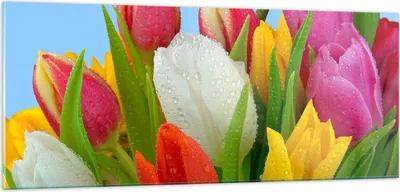 Produktbild von Bilder auf glas - Tulpen Blumenstrauß Blumen Tau - 100x40cm - Glasbilder - Wandbilder - Kunstdruck - zum Aufhängen bereit - Wanddekoration aus Glas - Glas Bilder - Wandbild auf Glas - GAB100x40-2526