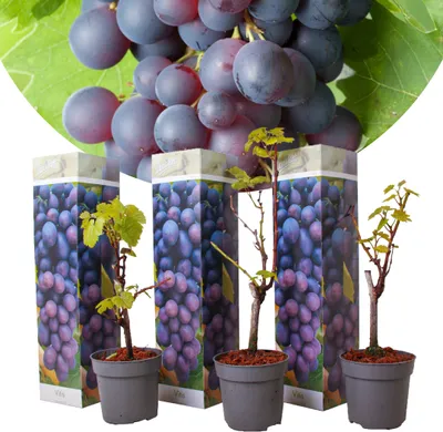 Three potted grapevines are displayed in front of a background image of grapes.