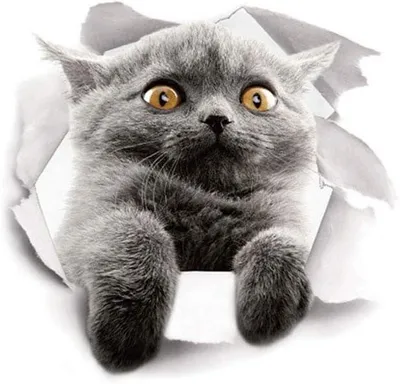 Produktbild von Dekorativer Toilettensitzaufkleber – Niedliches Katzenmotiv