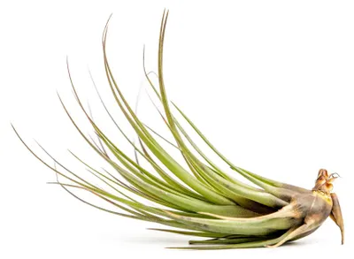 Obrázok produktu pre Gardnerova Tillandsia melanocrater červená
