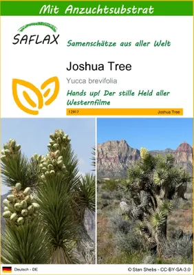 Produktbild von SAFLAX - Joshua Tree - Yucca brevifolia - 10 Samen - Mit keimfreiem Anzuchtsubstrat