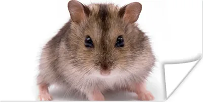 Produktbild von MuchoWow® Poster Kleiner Hamster 40x20 cm - Poster für die Wand - Poster Schlafzimmer