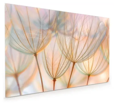 Produktbild von Küchenrückwand Spritzschutz Glas mit Motiv Pusteblumen Kunst 40 x 40 cm