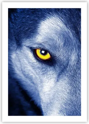 Produktbild von Poster - Poster ohne Rahmen - Schau der Wolf Augen - 50x70 cm - Wand Bild - Wanddeko - Wandbilder - Kunstposter - Wandposter - Bilder - Kunstdruck - Wanddekoration - Wandbild - P2XPA50x70-4587