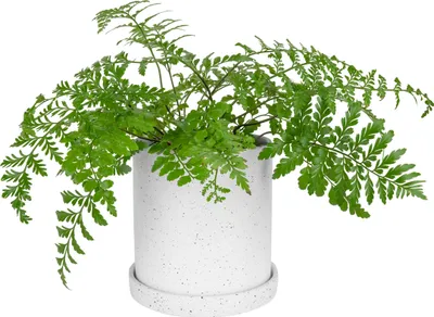Produktbild von QUVIO Blumentopf - Blumentopf für den Innenbereich - Pflanzenhalter - Dekorativer Blumentopf - Wohnaccessoires - Keramik - Schwarz und weiß - 18 x 18,5 cm (dxh)