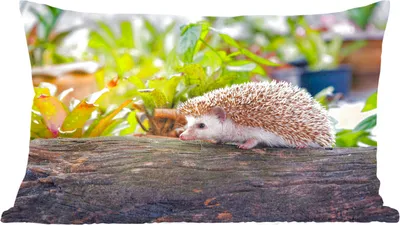 Produktbild von MuchoWow® Zierkissen Sofakissen Wohnzimmer Dekokissen 50x30 cm Igel läuft auf Baumstumpf - Wohnzimmerdekoration - Polster mit Photo