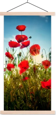 Produktbild von MuchoWow® Textilposter Mohnblumen - Toskana - Sonne - Rot - Blau 60x120 cm mit holzfarbenen Rahmen - Holz