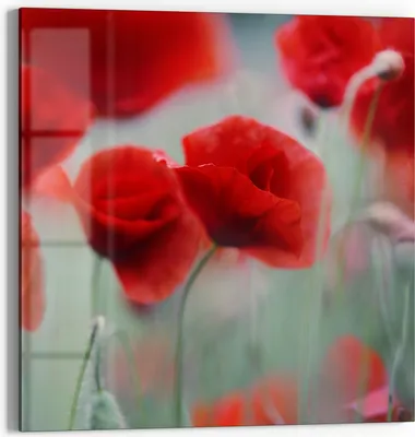 Produktbild von DEQORI Glasbild Echtglas 30x30 cm 'Mohnblütenzauber' Wandbild Bild modern Deko