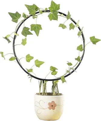 Immagine prodotto di Supporto in metallo per piante rampicanti e rose