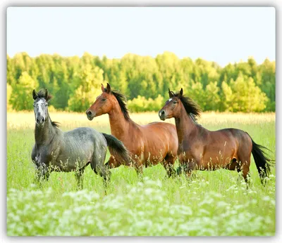 Produktbild von Tulup Glas Herdabdeckplatte Glaskeramikkochfeld-Abdeckung Spritzschutz Glasabdeckplatte Kochplattenabdeckung und Schneidebrett - Einteilig - 60x52 cm Pferde im Galopp